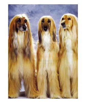 Three Afghan Dogs